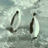Funny Penguins
